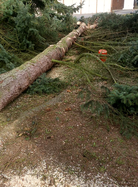 Noll Baumfällarbeiten